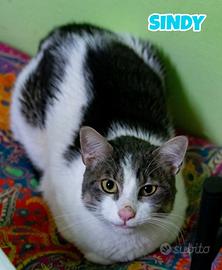 Sindy gatto bianco grigio di due anni