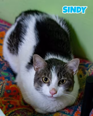 Sindy gatto bianco grigio di due anni