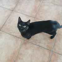 Nerino gattino 1 anno