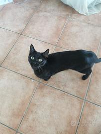 Nerino gattino 1 anno