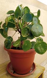 Pilea - Pianta delle monete