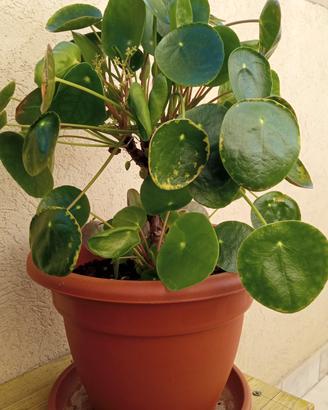 Pilea - Pianta delle monete