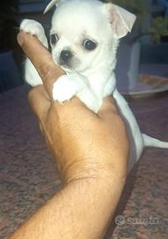 Cuccioli di chihuahua bianchi