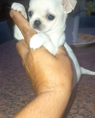 Cuccioli di chihuahua bianchi