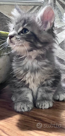 Cuccioli di Maine Coon Top linea estera