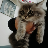 Gattini siberiani siberian