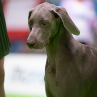 Weimaraner femmine adulte