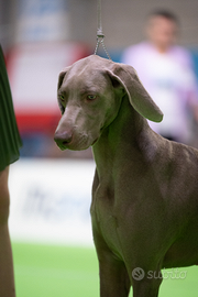 Weimaraner femmine adulte