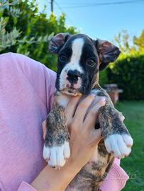 Cuccioli boxer