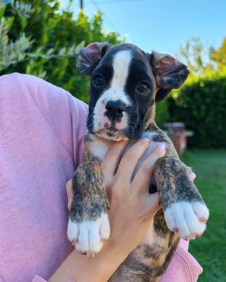 Cuccioli boxer