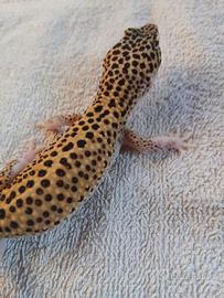 Geco leopardino