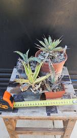 4 Agave Mini Da Collezione - Piante Grasse Cactus
