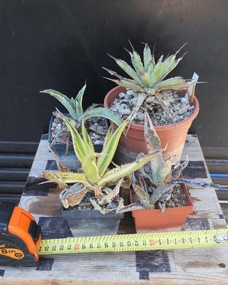 4 Agave Mini Da Collezione - Piante Grasse Cactus