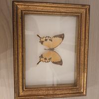 Farfalle da collezione incorniciate