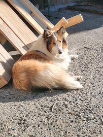 Cuccioli Pastore scozzese