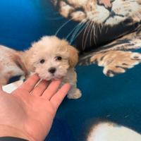 Maltipoo mini toy Maltese Barboncino disponibili