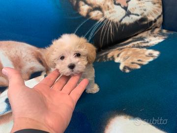 Maltipoo mini toy Maltese Barboncino disponibili