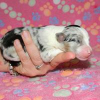 Disponibili cuccioli di pastore australiano