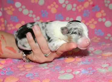 Disponibili cuccioli di pastore australiano