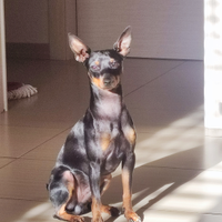 Anubi Pinscher disponibile per accoppiamento