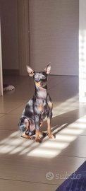 Anubi Pinscher disponibile per accoppiamento