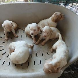Setter inglesi