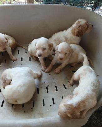 Setter inglesi