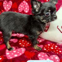 Chihuahua pelo lungo maschio piccolo piccolo