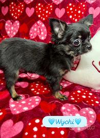 Chihuahua pelo lungo maschio piccolo piccolo