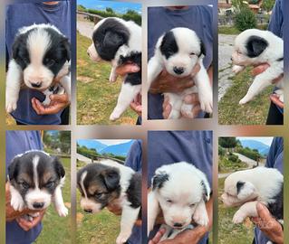 Cuccioli BORDER COLLIE