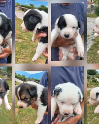 Cuccioli BORDER COLLIE