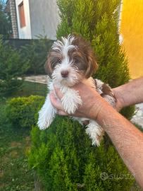 Cuccioli di Yorkshire biewer bianco con cioccolato