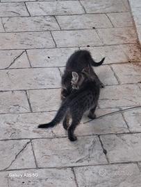 gatti