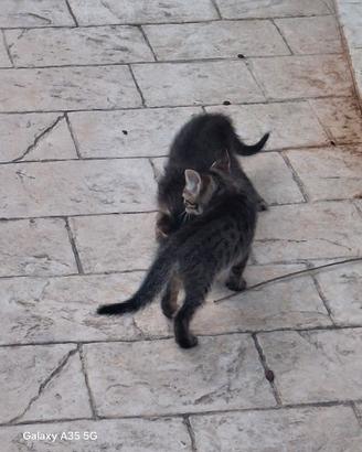 gatti