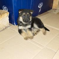 Cuccioli di pastore tedesco originali