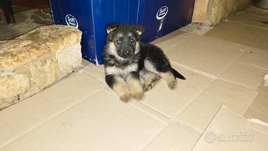 Cuccioli di pastore tedesco originali