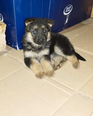 Cuccioli di pastore tedesco originali