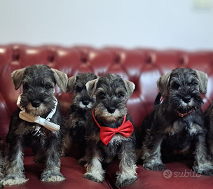 Schnauzer nano pepe sale