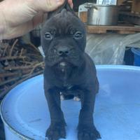 Pitbull ukc