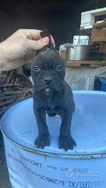 Pitbull ukc