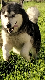 Disponibile per monta