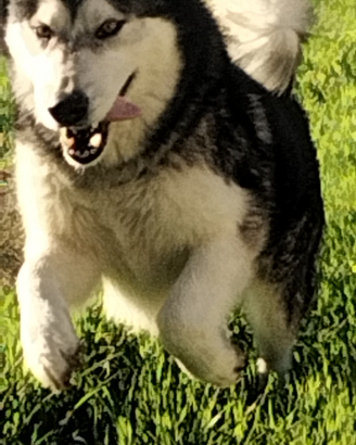 Disponibile per monta