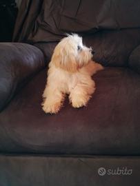 Maltese Maltipoo Maschio
