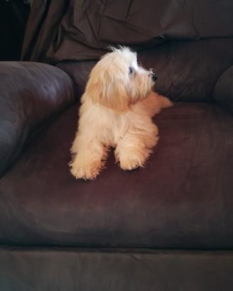 Maltese Maltipoo Maschio