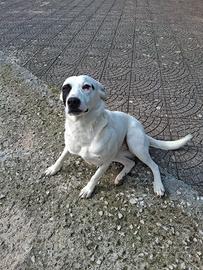 Lucy, simil Labrador in adozione