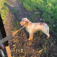 Setter inglese maschio