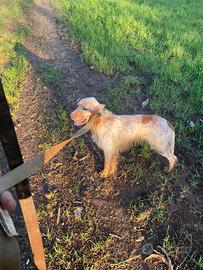 Setter inglese maschio