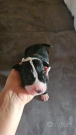 Cuccioli di alano
