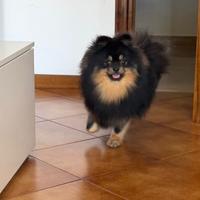 Volpino di Pomerania maschio per accoppiamento