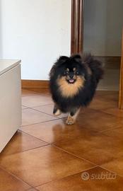 Volpino di Pomerania maschio per accoppiamento